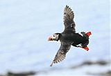 Atlantic Puffin